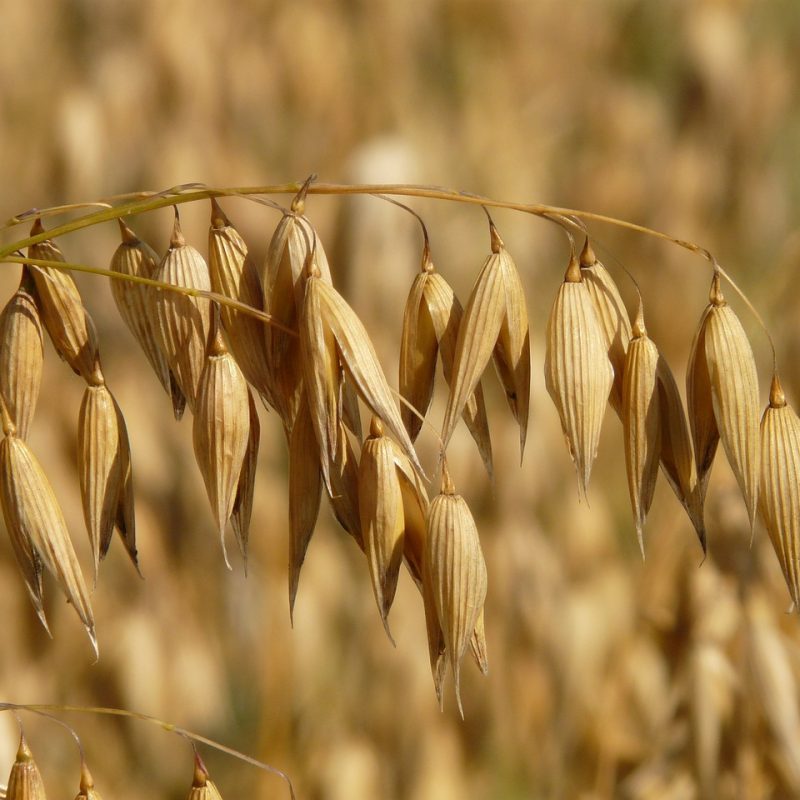 oats, oat field, fields-8946.jpg